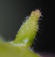 Andricus chinquapin