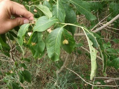 Euonymus atropurpureus atropurpureus