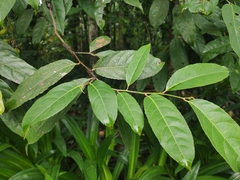 Harpullia cupanioides