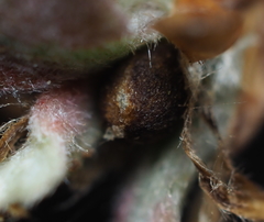 Philonix fulvicollis
