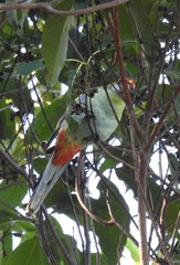 Platycercus eximius x adscitus