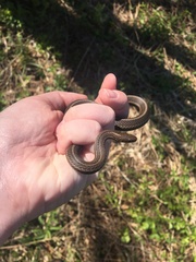 Thamnophis brachystoma