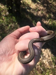 Thamnophis brachystoma