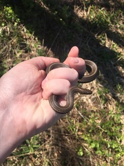 Thamnophis brachystoma