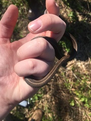 Thamnophis brachystoma