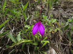 Masdevallia amabilis