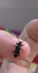 Phymatodes nitidus