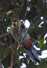 Platycercus eximius x adscitus