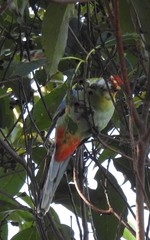 Platycercus eximius x adscitus