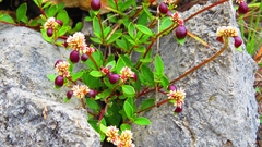 Alternanthera macbridei