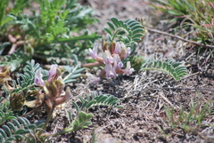 Astragalus lotiflorus
