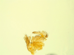 Mycetophila trispinosa