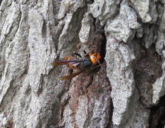 Vespa mandarinia japonica