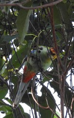 Platycercus eximius x adscitus