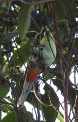 Platycercus eximius x adscitus