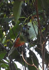 Platycercus eximius x adscitus