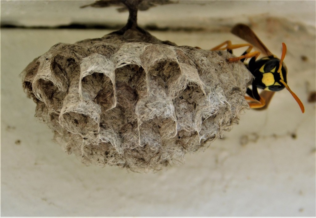 European Paper Wasp from Washington County, OR, USA on May 12, 2021 at ...