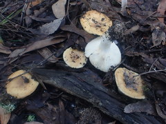 Russula neerimea
