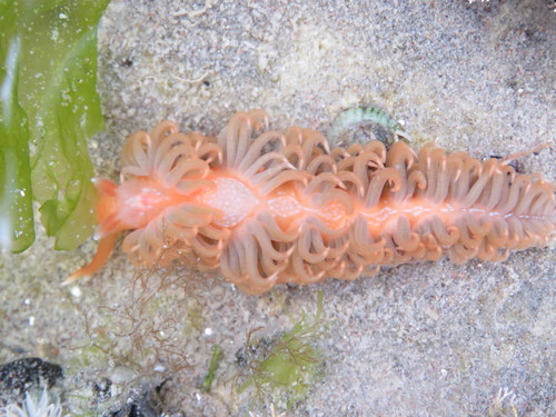 Spurilla braziliana