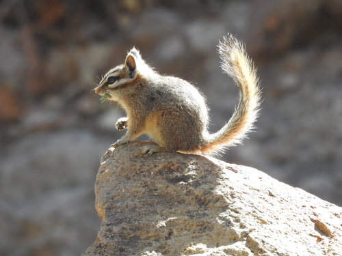 Cliff Chipmunk (Neotamias dorsalis), a species recorded in Arizona