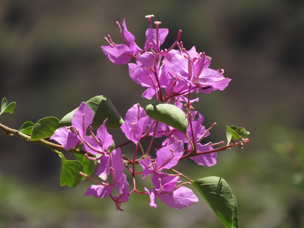 Peruvian bougainvillea