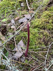 Corallorhiza maculata