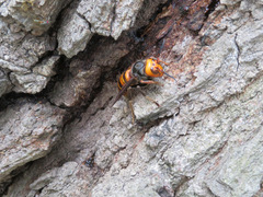 Vespa mandarinia japonica