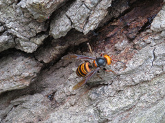Vespa mandarinia japonica