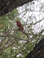 Cardinalis cardinalis