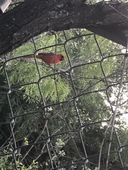 Cardinalis cardinalis