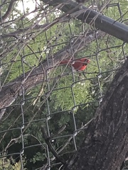 Cardinalis cardinalis