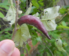 Amphibolips acuminata