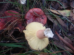 Russula purpureoflava