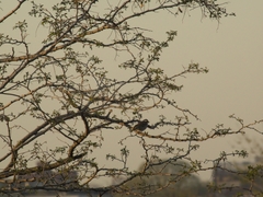 Zonotrichia albicollis