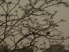 Zonotrichia albicollis