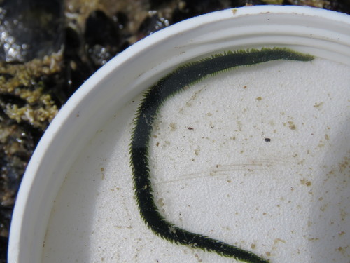 Eulalia clavigera