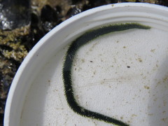 Eulalia clavigera