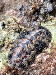 Acanthopleura granulata image