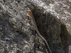 Microlophus arenarius