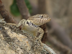 Microlophus arenarius