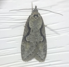 Semioscopis packardella