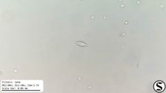Chlorogonium