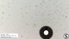 Chlorogonium