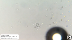 Chlorogonium