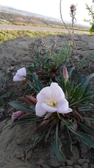 Oenothera cespitosa