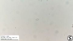 Chlorogonium