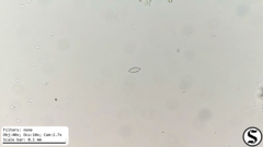 Chlorogonium