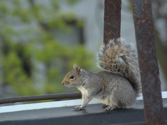 Sciurus carolinensis