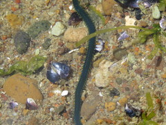 Eulalia clavigera