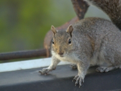 Sciurus carolinensis